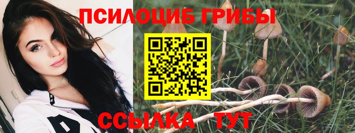 Псилоцибиновые грибы мицелий Пенза
